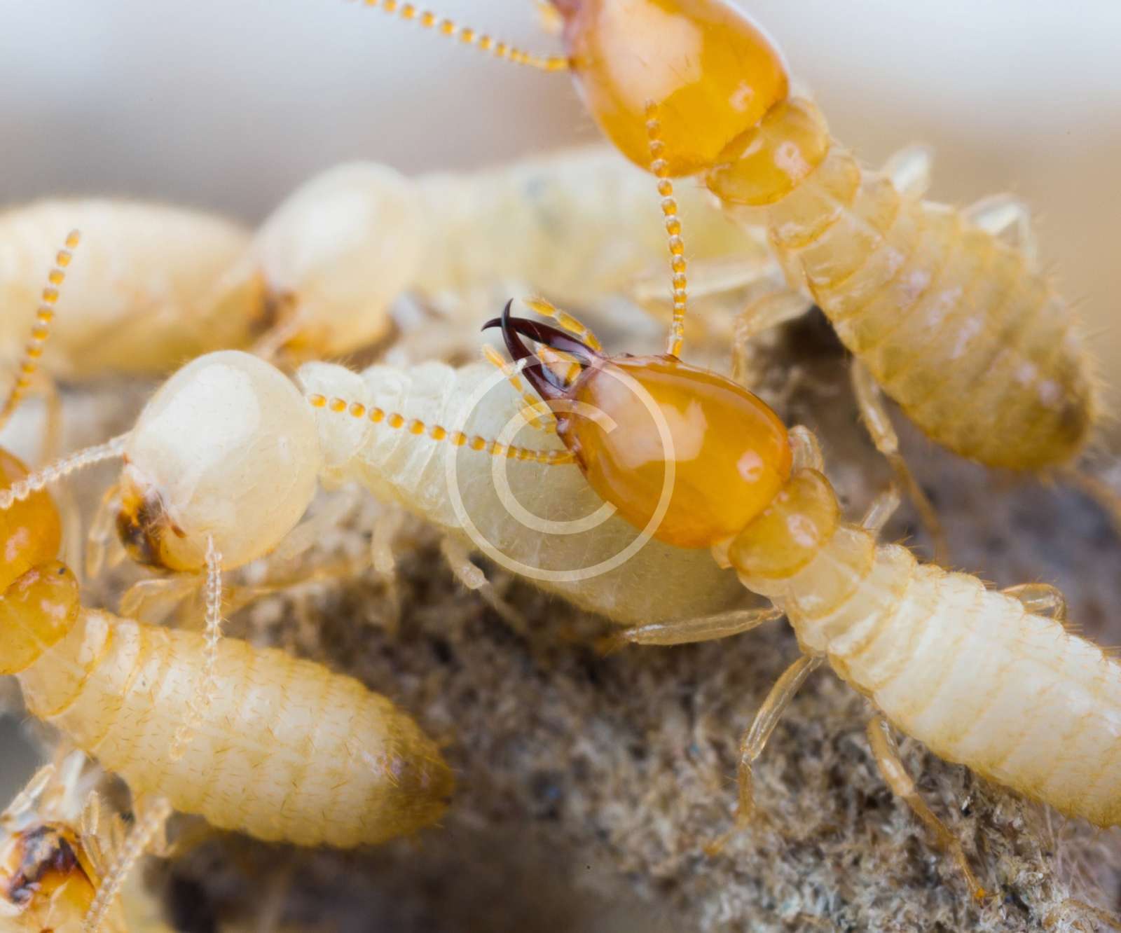 Termites